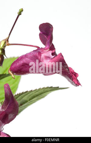 Druesiges Springkraut; Impatiens glandulifera,; Holly; Bachbluetentherapie; Foto Stock