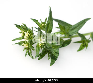 Steinsame, Echter su Steinsame, lithospermum officinale Foto Stock