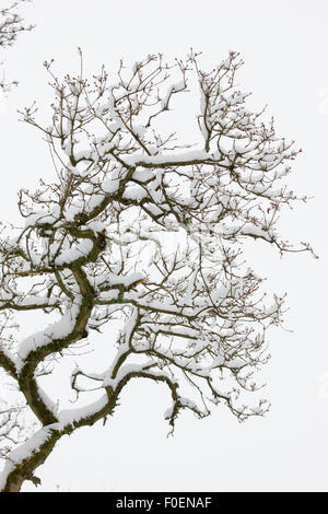 Una coperta di neve albero contro un cielo bianco Foto Stock
