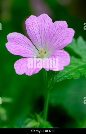 Geranio x oxonianum 'Lutzie', Geraniaceae, rosa Foto Stock