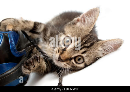 Strisce grigie gattino giocando con un avvio Foto Stock