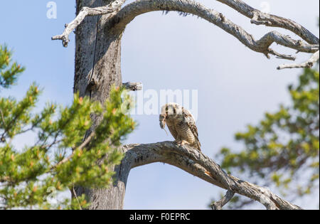 Adulto Northern hawk-gufo, surnia ulula, seduta in un vecchio albero con una vole nel suo becco, Gällivare, Lapponia svedese, Svezia Foto Stock