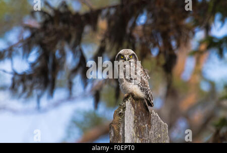 I capretti Northern hawk-gufo, surnia ulula, seduto su un vecchio tronco di albero, guardando alla telecamera e il lichen appeso in background, Foto Stock