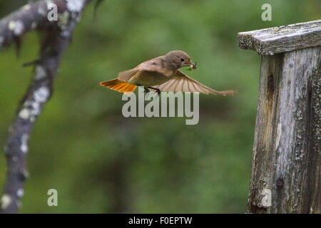 Comune, Redstart Phoenicurus phoenicurus, venuta con cibo nel suo becco per andare nel suo birdhouse Foto Stock