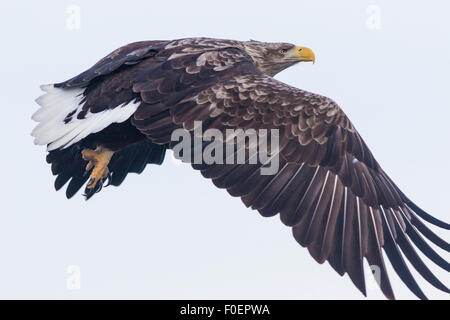 Un vicino la foto su un bianco-tailed eagle, Haliaeetus albicilla, battenti Foto Stock