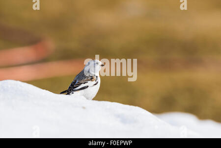 Snow bunting, Plectrophenax nivalis, seduto sulla neve con il colorato sfondo chiaro, Gällivare, Lapponia svedese, Svezia Foto Stock