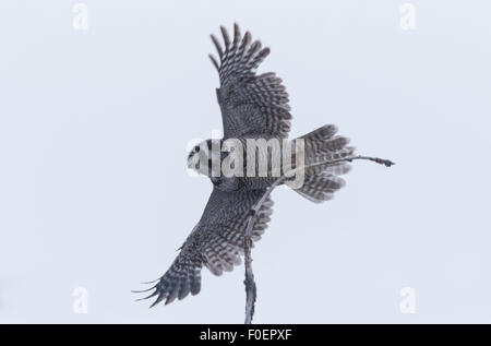 Adulto Northern hawk-gufo, surnia ulula, volando da un albero, Stora sjöfallets national park, Gällivare, Lapponia svedese, Svezia Foto Stock