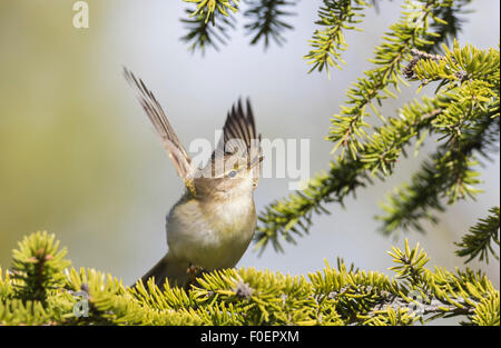 Willow trillo, Phylloscopus trochilus, seduti in un abete e flaping ali, Gällivare, Lapponia svedese, Svezia Foto Stock