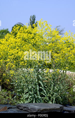 Faerberwaid, Isatis tinctoria, Isatis, Deutsche Indigo, Foto Stock