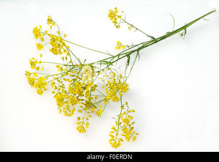 Faerberwaid, Isatis tinctoria, Isatis, Deutsche Indigo, Foto Stock