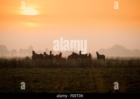 Alcune sagome di cavalli al pascolo a sunrise in estate Foto Stock