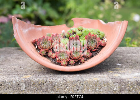 Sempervivums crescendo in un vaso rotto. Foto Stock