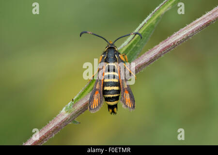 Un sei-belted Clearwing Moth a St Catherine Hill vicino a Winchester. Foto Stock