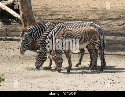 Gruppo di tre East African Grévy's zebre o Imperial zebre (Equus grevyi) alimentazione insieme Foto Stock