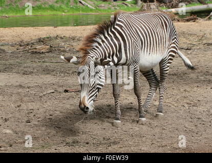 East African Grévy's zebra o zebra imperiale (Equus grevyi) Foto Stock