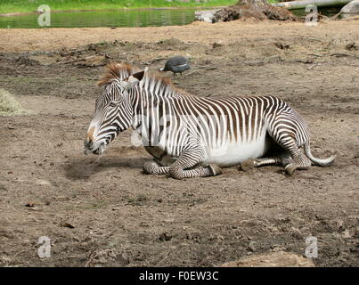 Maschio maturo East African Grévy's zebra o zebra imperiale (Equus grevyi) giacenti sul suolo Foto Stock