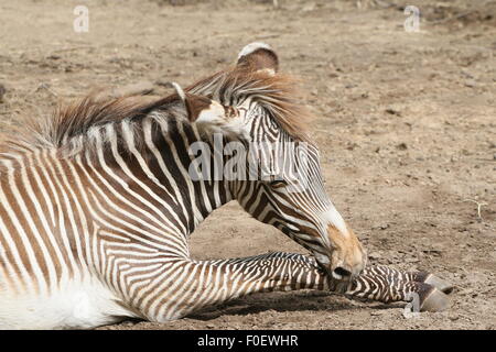 East African Grévy's zebra o zebra imperiale (Equus grevyi) puledro, in appoggio sul terreno Foto Stock