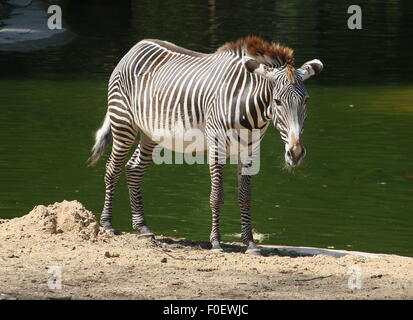 East African Grévy's zebra o zebra imperiale (Equus grevyi) Foto Stock