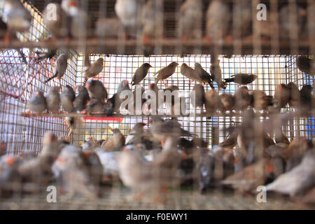 Mumbai, Maharashtra. 2 Apr 2014. 02 aprile 2014, Mumbai - India.Vista delle bancarelle che vendono uccelli a Crawford Mercato a Mumbai. © Subhash Sharma/ZUMA filo/Alamy Live News Foto Stock