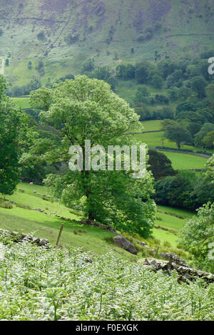 Borrowdale soleggiato, Parco Nazionale del Distretto dei Laghi, Cumbria, Regno Unito in estate Foto Stock
