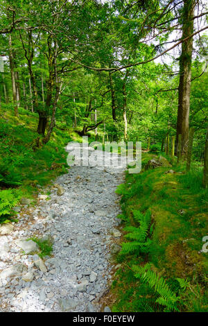 Allerdale Ramble sentiero attraverso bassa Hows legno, Borrowdale, Parco Nazionale del Distretto dei Laghi, Cumbria, England, Regno Unito Foto Stock