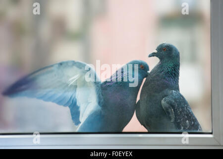 Paio di piccioni kissing dietro la finestra Foto Stock