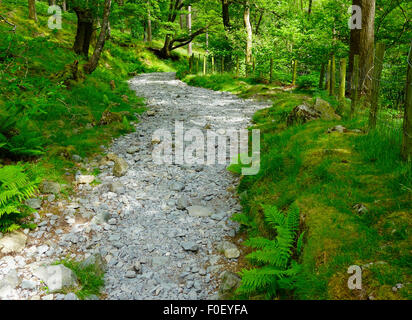 Allerdale Ramble sentiero attraverso bassa Hows legno, Borrowdale, Parco Nazionale del Distretto dei Laghi, Cumbria, England, Regno Unito Foto Stock