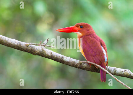 Ruddy Kingfisher sul pesce persico Foto Stock