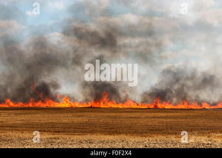 Grandi fiamme in un campo di raccolta incendio Foto Stock