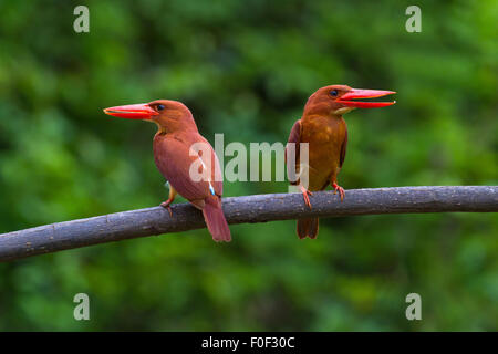 Doppio rubicondo Kingfisher sul pesce persico Foto Stock