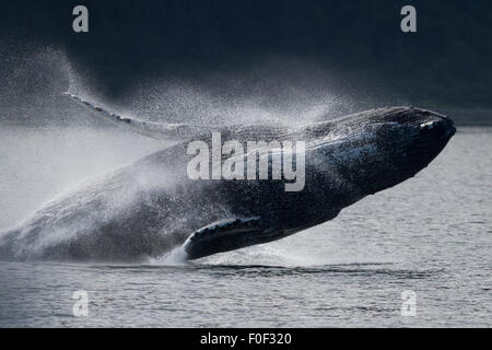 Humpback Whale violazioni in stretto ghiacciato, Gustavo, SE Alaska Foto Stock