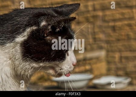 Una vecchia fattoria cat mantiene un occhio su cose al di fuori della sua casa in Aysgarth, Yorkshire Dales. Foto Stock