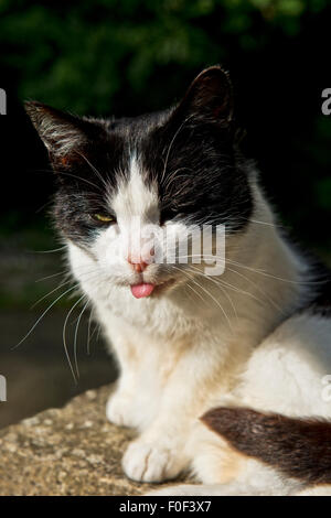 Una vecchia fattoria cat mantiene un occhio su cose al di fuori della sua casa in Aysgarth, Yorkshire Dales. Foto Stock