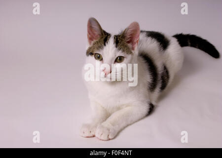 Un medium shot di un misto di fino moggy gattino come lei pone per la fotocamera. Lei è isolato su un cyclorama bianco con gli occhi spalancati e rilassata Foto Stock