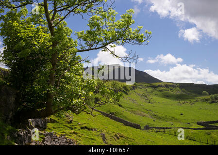 Ingleborough da appena al di sotto della "Tre Cime" percorso, Ribblesdale, Yorkshire Dales National Park, Inghilterra Foto Stock