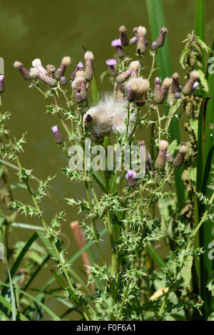 Creeping thistle, Cirsium arvense, fiori e thistledown semi, Berkshire, Luglio Foto Stock