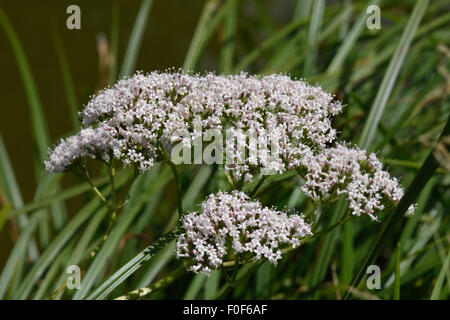 Comune, valeriana Valeriana officinalis, fioritura accanto al Kennet & Avon Canal, Berkshire, Luglio Foto Stock