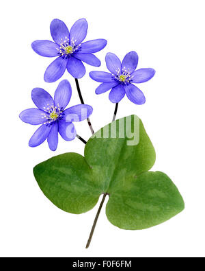 Leberbluemchen,, Hepatica nobilis, Winterblueher, Anemone hepatica, blaue blueten, blau, Blume des Jahres 2013, - Foto Stock