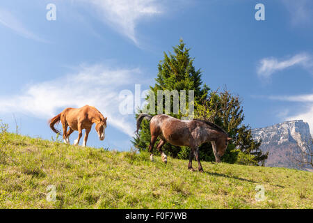 I cavalli vicino a Lac de Saint André, Les marche. Savoie, Francia Foto Stock