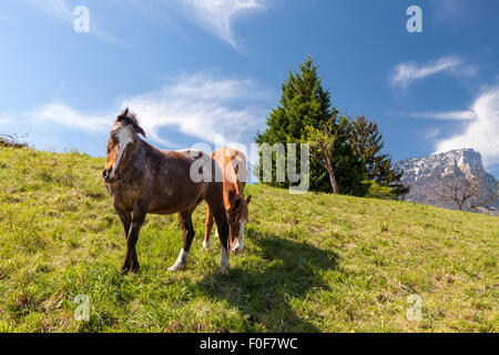 I cavalli vicino a Lac de Saint André, Les marche. Savoie, Francia Foto Stock