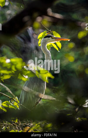 Airone cinerino (Ardea cinerea) nascosta nella vegetazione Foto Stock