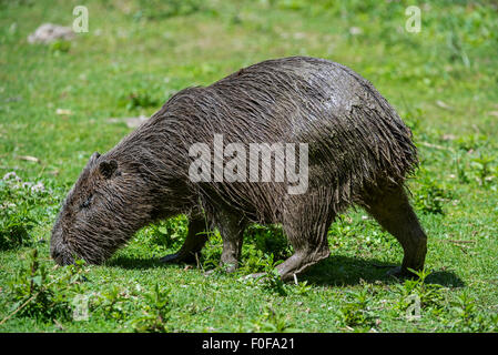 Capibara (Hydrochoerus hydrochaeris / Hydrochoeris hydrochaeris), il più grande roditore al mondo nativo a America del Sud Foto Stock