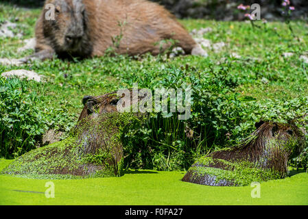 Capybaras (Hydrochoerus hydrochaeris / Hydrochoeris hydrochaeris), i più grandi roditori nel mondo originario del Sud America, nel lago Foto Stock