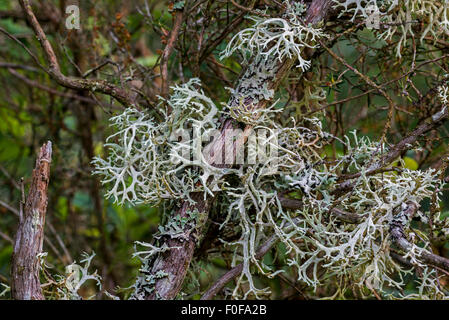 Close up di muschio di quercia / feste di addio al celibato lichen (Evernia prunastri) cresce su rami Foto Stock