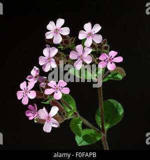 Rotes, Polster-Seifenkraut, Saponaria, ocymoides, Foto Stock