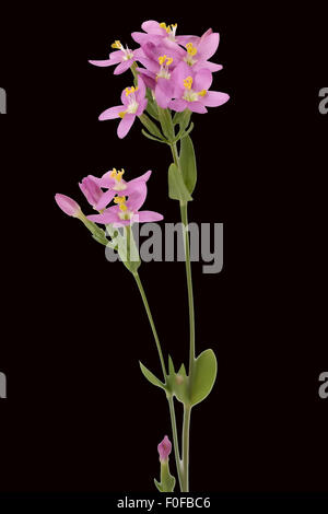 Tausendgueldenkraut; Centaurium erythraea; Foto Stock