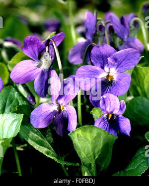 Veilchen, Duftveilchen, Viola odorata Foto Stock