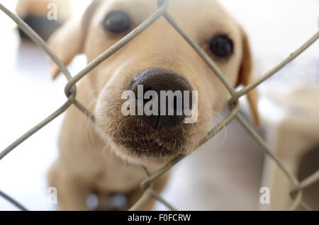 Cane curioso recinto di naso è acuto cane prendendo il suo naso attraverso il foro nel recinto. Foto Stock