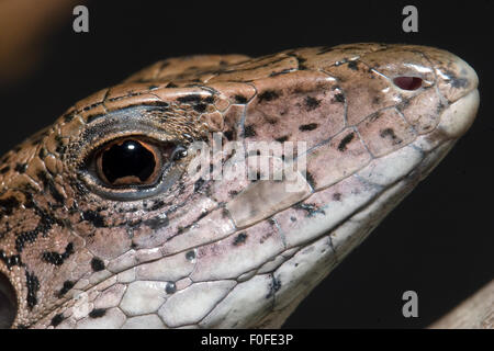 Jungle Runner, Ameiva ameiva, una lucertola sudamericana. Foto Stock