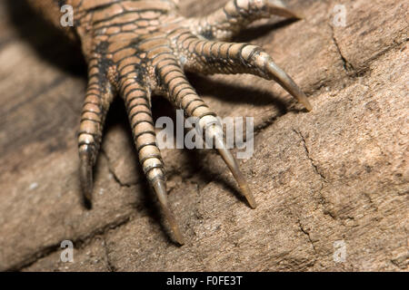 Pinza di una giungla di Runner, Ameiva ameiva Foto Stock